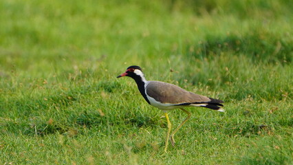beautiful solo Red Lapwing on the grass
