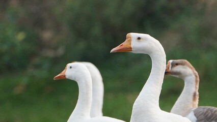 beautiful dove gang on the lake 