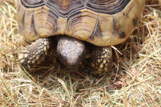 Griechische Landschildkr&ouml;te