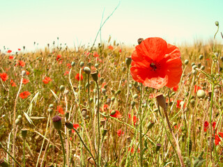 red poppy in field in france