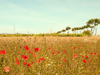 red poppy in field in france