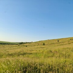 A grassy field with blue sky