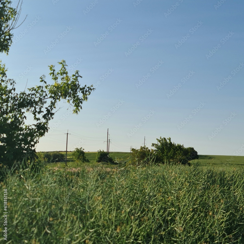 Wall mural a grassy field with trees in the background