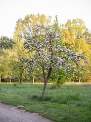 Apple tree in spring with white flowers