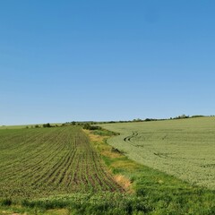 Fototapeta na wymiar A field with grass and blue sky