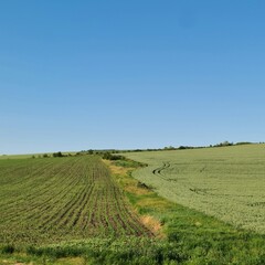 A field with grass and blue sky