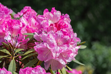 bright pink rhododendron flowers