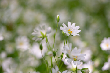 Detailed shot of a starwort flower