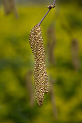 Closeup of catkins of Silver Birch (Betula pendula) in a wood in Spring	