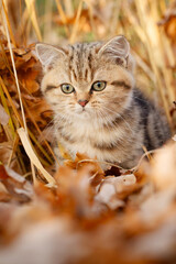 Katze, Kätzchen spielt im Garten im Herbstlaub, goldener Gerbst