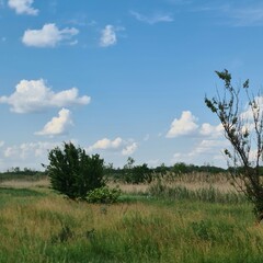 A grassy field with trees and blue sky