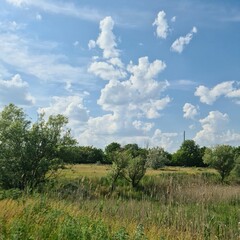Fototapeta na wymiar A grassy field with trees and blue sky