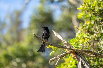 bird in Trees and shrubs in the Australian bush forest. Gumtrees and native plants growing in Australia