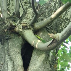A black cat climbing a tree