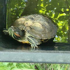 A turtle on a railing