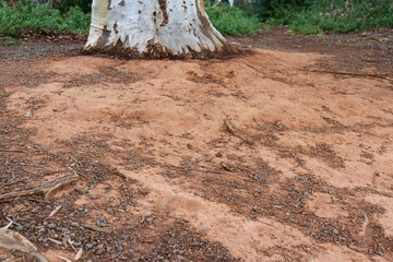 eucalyptus tree trunk and arid australian red soil in bushland