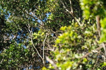 Fototapeta na wymiar bird in Trees and shrubs in the Australian bush forest. Gumtrees and native plants growing in Australia