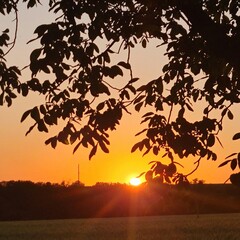 A tree with the sun setting in the background