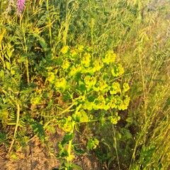 A close-up of a plant
