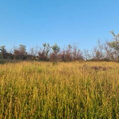 A grassy field with trees in the background