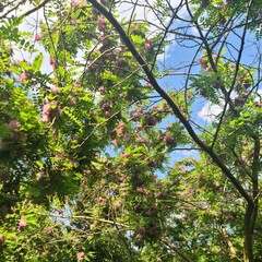 A tree with flowers