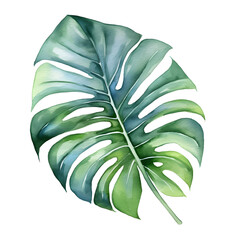 Water color Monstera leaf isolate white