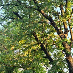 A tree with green leaves