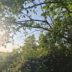 A tree with green leaves