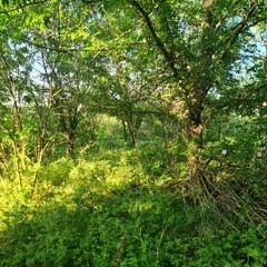 Fototapeta premium A forest with trees