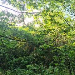 A group of trees