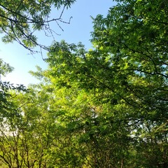 Obraz premium A group of trees