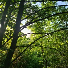 A view looking up through trees