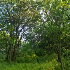 Fototapeta na wymiar A group of trees in a grassy area