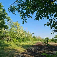A dirt path with trees and grass