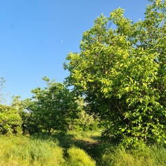 A group of trees in a grassy area