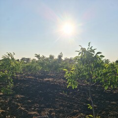 A sun shining through the trees