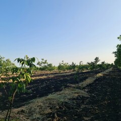 Fototapeta na wymiar A field with dirt and plants