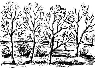 Black and white hand drawn illustration with trees. Park landscape.