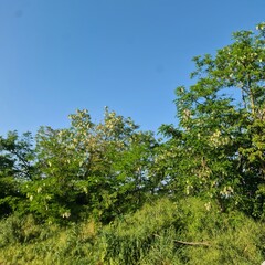 Fototapeta na wymiar A group of trees in a grassy area
