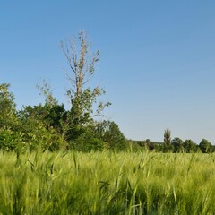 Obraz premium A grassy field with trees in the background