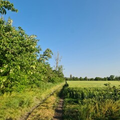 Obraz premium A dirt road with trees on either side of it