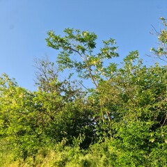 A tree with green leaves