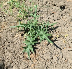A plant growing in the dirt