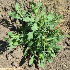 A plant growing in the dirt