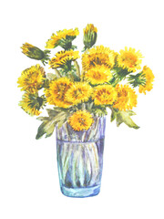 Yellow dandelions in a glass vase. Watercolor hand drawn isolated illustration