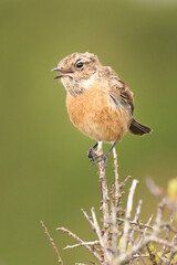 Close up portrait of a stonechat