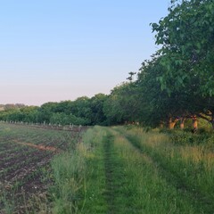 A field with grass and trees