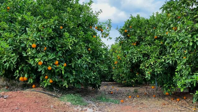 Orange mandarin tree. Orange fruit farm field. Vibrant orange citrus fruits in garden. Mandarin trees at farm plantation cultivated in Mediterranean. Harvest season in Spain. Citrus Tangerine plant.