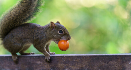 Little squirrel holding a fruit on wooden surface
