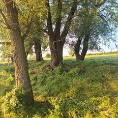 Fototapeta premium A grassy area with trees and bushes